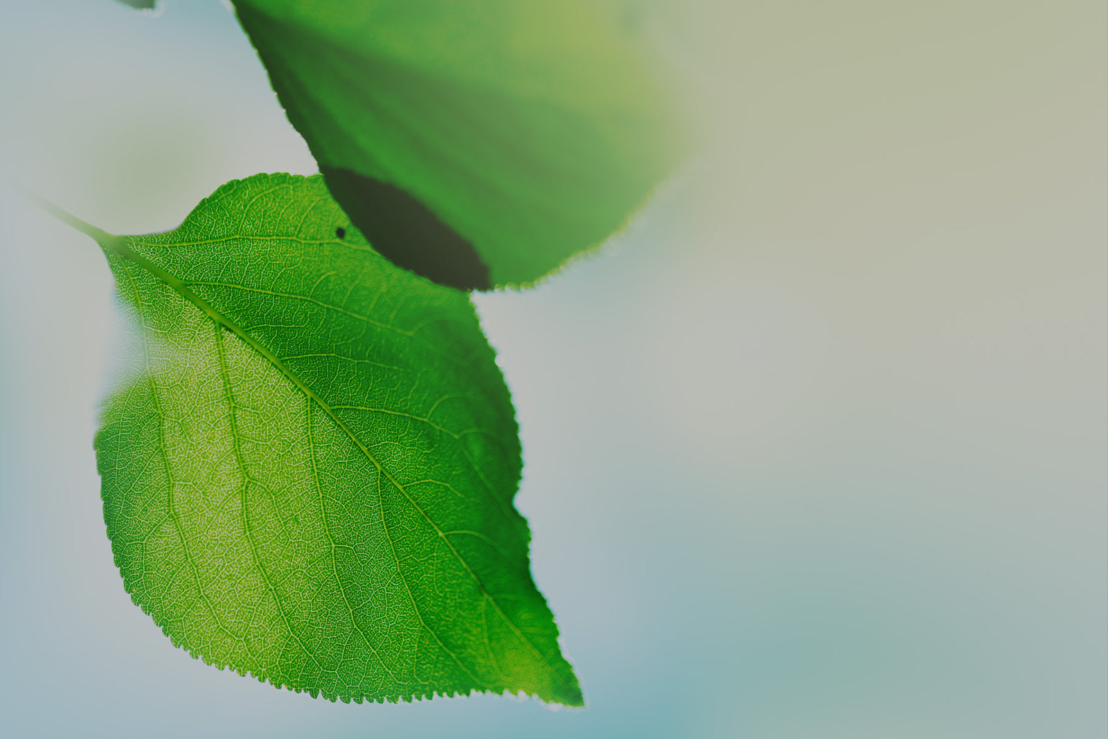 Flower & Plant Pendants by The Black Bow Jewelry Company