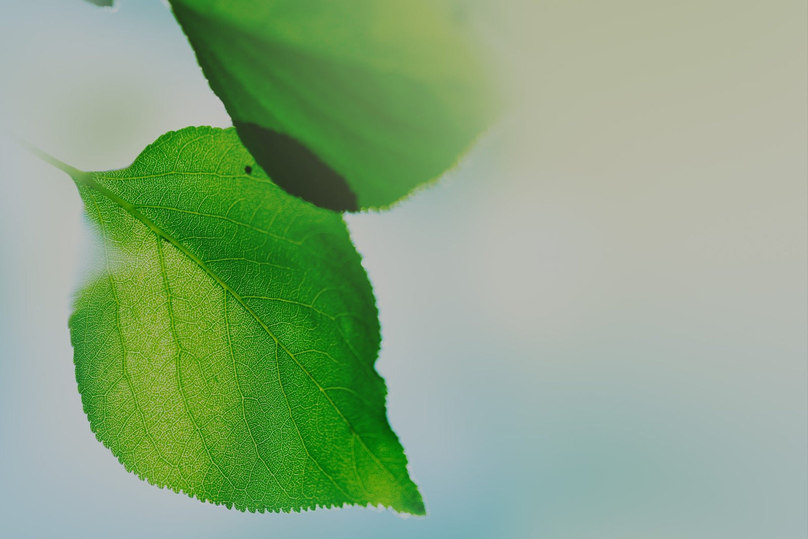 Celestial Pendants - The Black Bow Jewelry Company